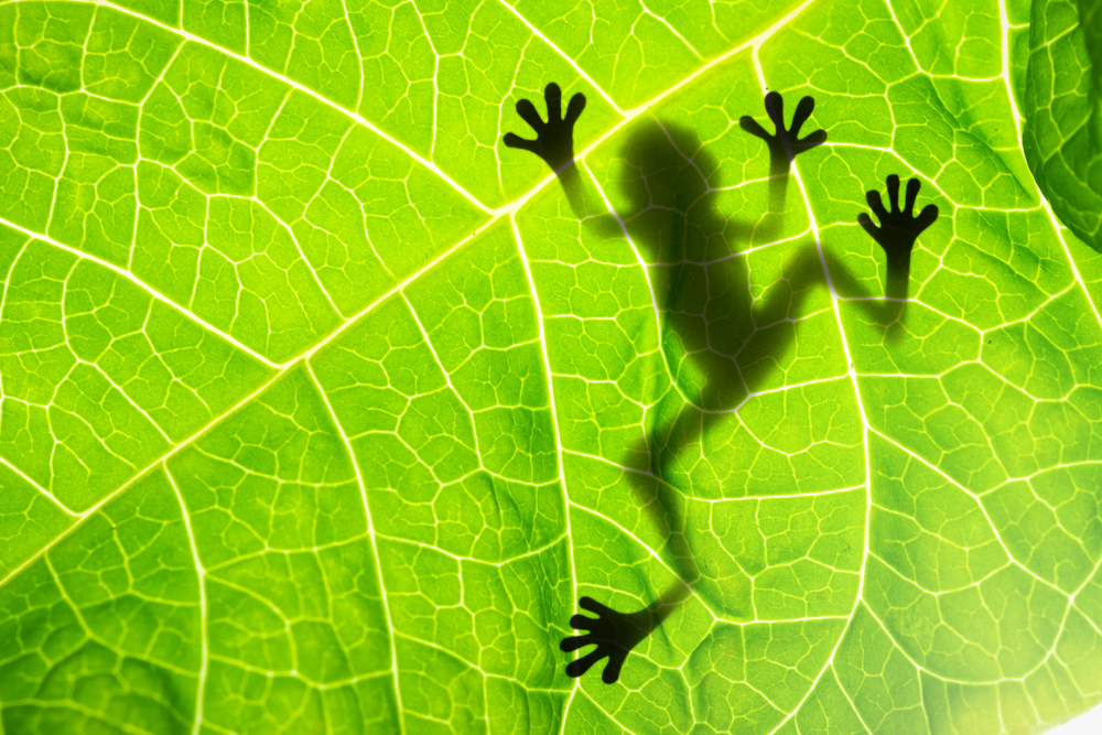 A frog's shadow appearing on a leaf